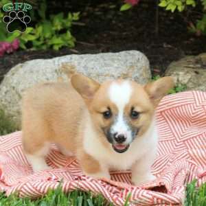 Korby, Pembroke Welsh Corgi Puppy