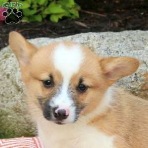 Korby, Pembroke Welsh Corgi Puppy