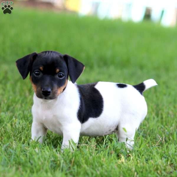 Krissy, Jack Russell Terrier Puppy