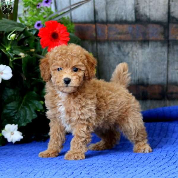 Krissy, Miniature Poodle Puppy