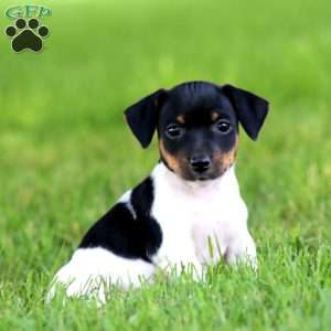 Krissy, Jack Russell Terrier Puppy