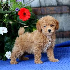 Krissy, Miniature Poodle Puppy