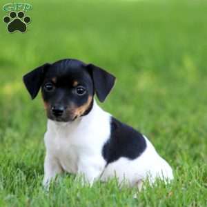 Krissy, Jack Russell Terrier Puppy