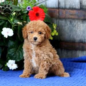 Krissy, Miniature Poodle Puppy