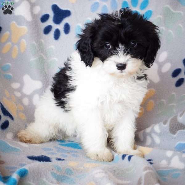 Kristine, Cavapoo Puppy