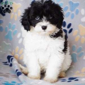 Kristine, Cavapoo Puppy