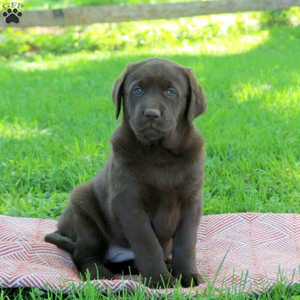 Kristy, Chocolate Labrador Retriever Puppy
