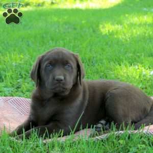 Kristy, Chocolate Labrador Retriever Puppy
