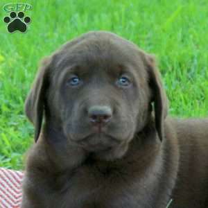 Kristy, Chocolate Labrador Retriever Puppy
