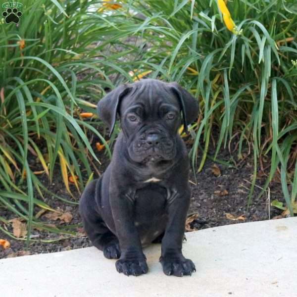 Kujo, Cane Corso Puppy