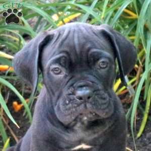 Kujo, Cane Corso Puppy