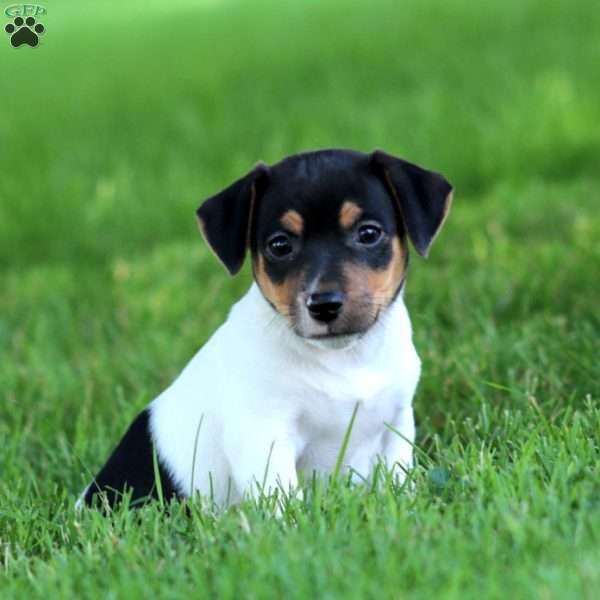 Kyle, Jack Russell Terrier Puppy
