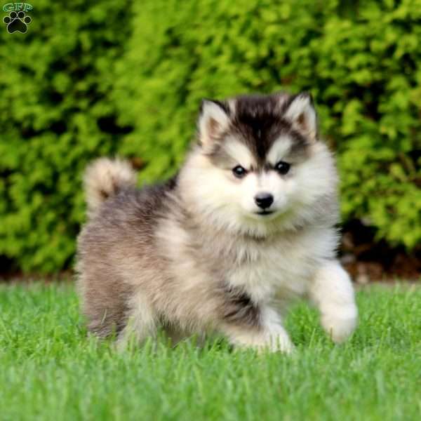 Kyle, Pomsky Puppy