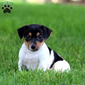 Kyle, Jack Russell Terrier Puppy