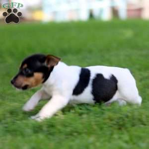 Kyle, Jack Russell Terrier Puppy