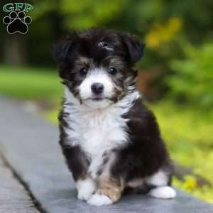 Kylie, Miniature Australian Shepherd Mix Puppy