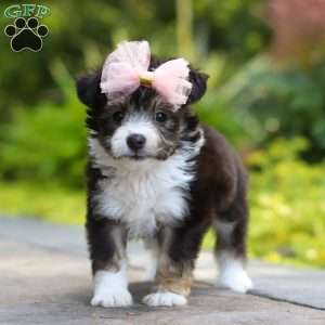 Kylie, Miniature Australian Shepherd Mix Puppy