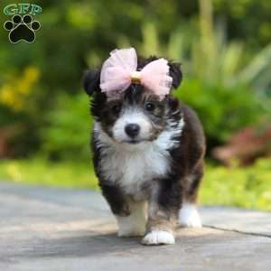 Kylie, Miniature Australian Shepherd Mix Puppy