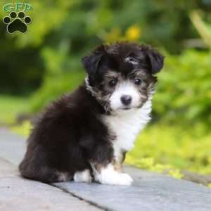 Kylie, Miniature Australian Shepherd Mix Puppy
