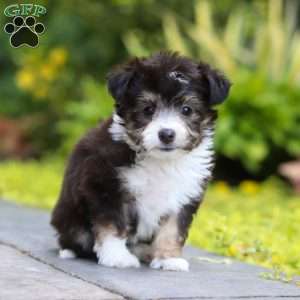 Kylie, Miniature Australian Shepherd Mix Puppy