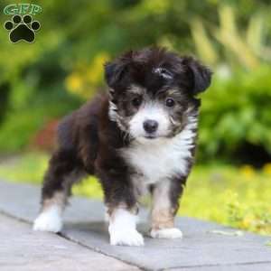 Kylie, Miniature Australian Shepherd Mix Puppy