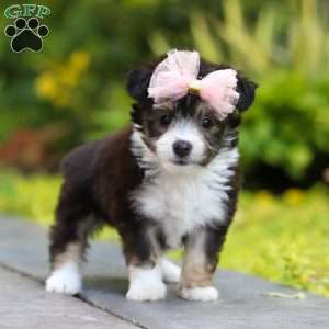 Kylie, Miniature Australian Shepherd Mix Puppy