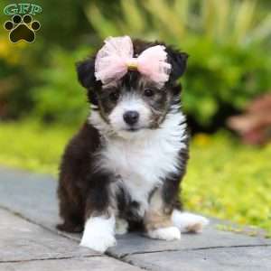 Kylie, Miniature Australian Shepherd Mix Puppy
