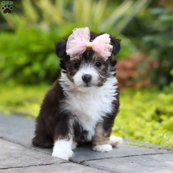 Kylie, Miniature Australian Shepherd Mix Puppy