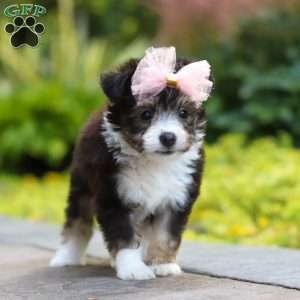 Kylie, Miniature Australian Shepherd Mix Puppy