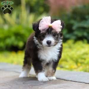 Kylie, Miniature Australian Shepherd Mix Puppy