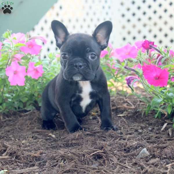 Kylie, Frenchton Puppy