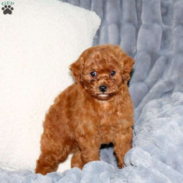 Kylie, Mini Goldendoodle Puppy