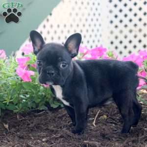 Kylie, Frenchton Puppy