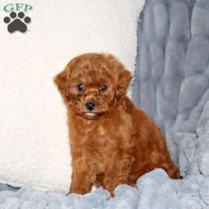 Kylie, Mini Goldendoodle Puppy