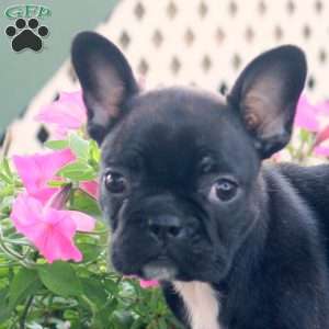 Kylie, Frenchton Puppy