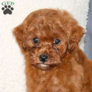 Kylie, Mini Goldendoodle Puppy