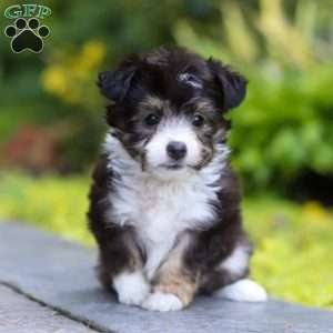 Kylie, Miniature Australian Shepherd Mix Puppy