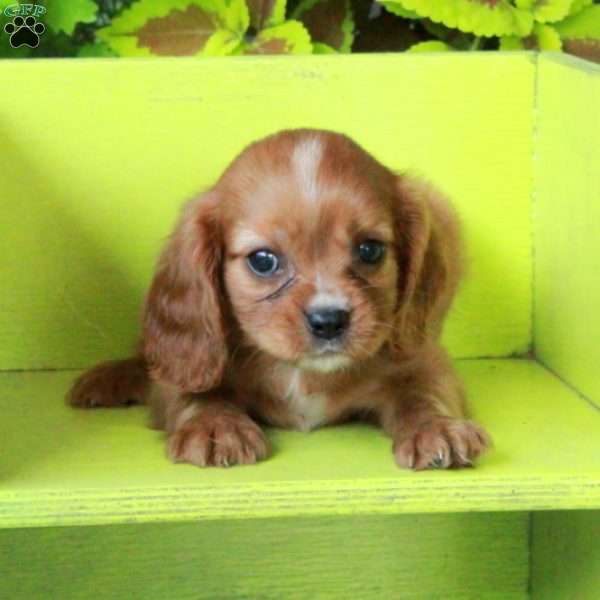 Kylo, Cavalier King Charles Spaniel Puppy