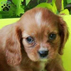 Kylo, Cavalier King Charles Spaniel Puppy