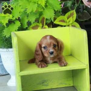 Kylo, Cavalier King Charles Spaniel Puppy