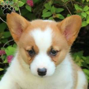 Kym, Pembroke Welsh Corgi Puppy
