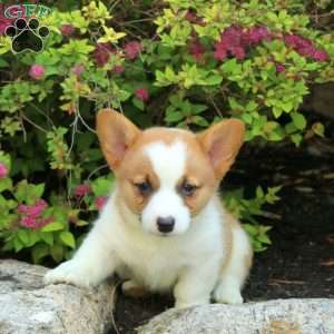 Kym, Pembroke Welsh Corgi Puppy
