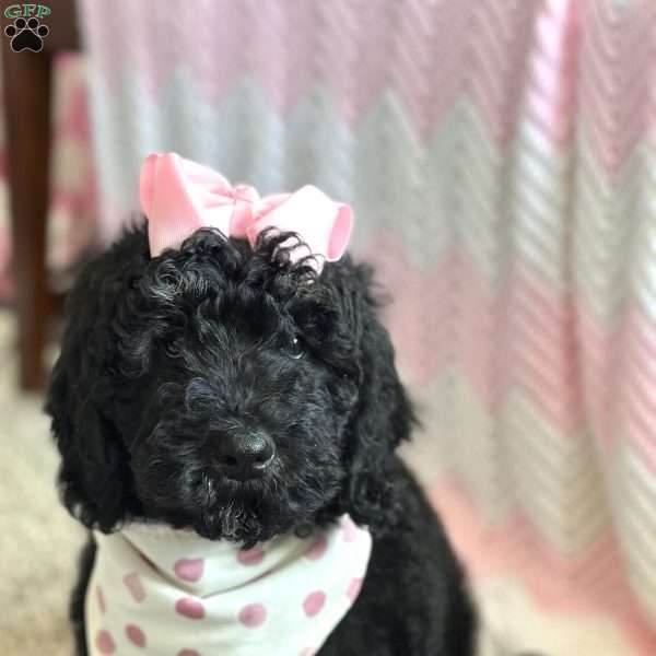 Lola, Mini Bernedoodle Puppy