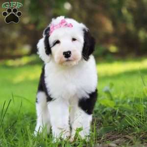 Lacy, Sheepadoodle Puppy