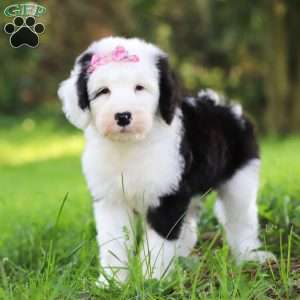 Lacy, Sheepadoodle Puppy