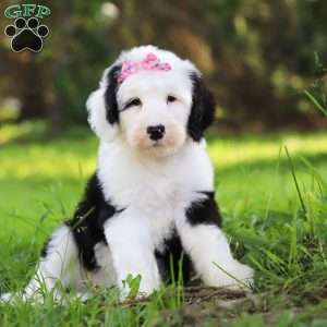 Lacy, Sheepadoodle Puppy