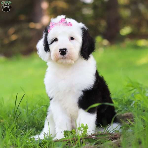 Lacy, Sheepadoodle Puppy