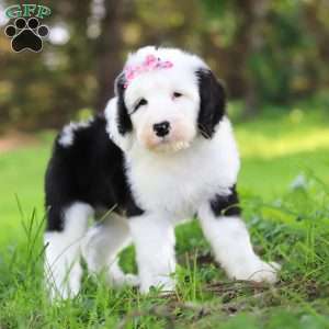 Lacy, Sheepadoodle Puppy