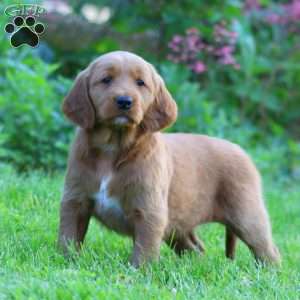 Lacy, Goldendoodle Puppy