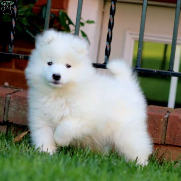 Lacy, Samoyed Puppy